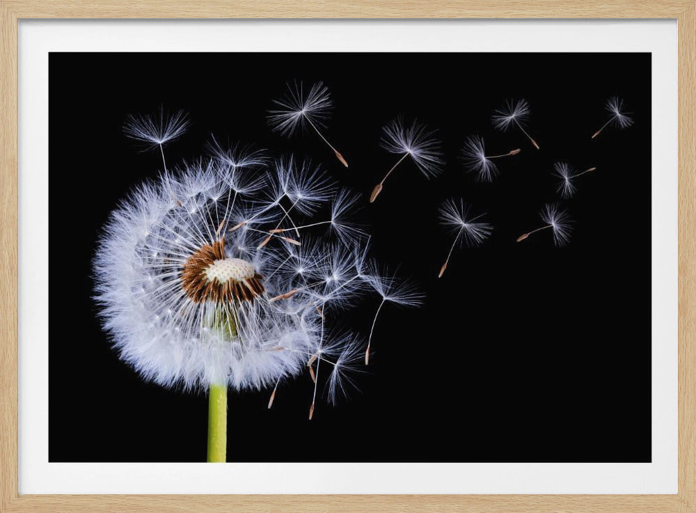 Dandelion Blowing - Poster / Art Print