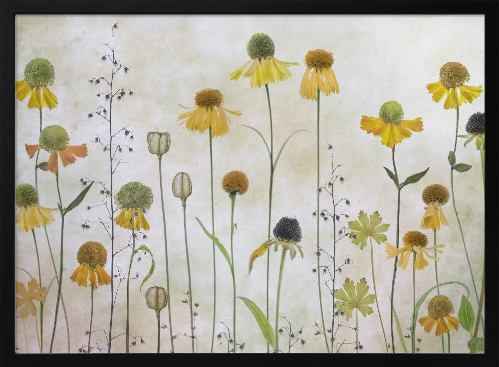Helenium - Poster / Art Print