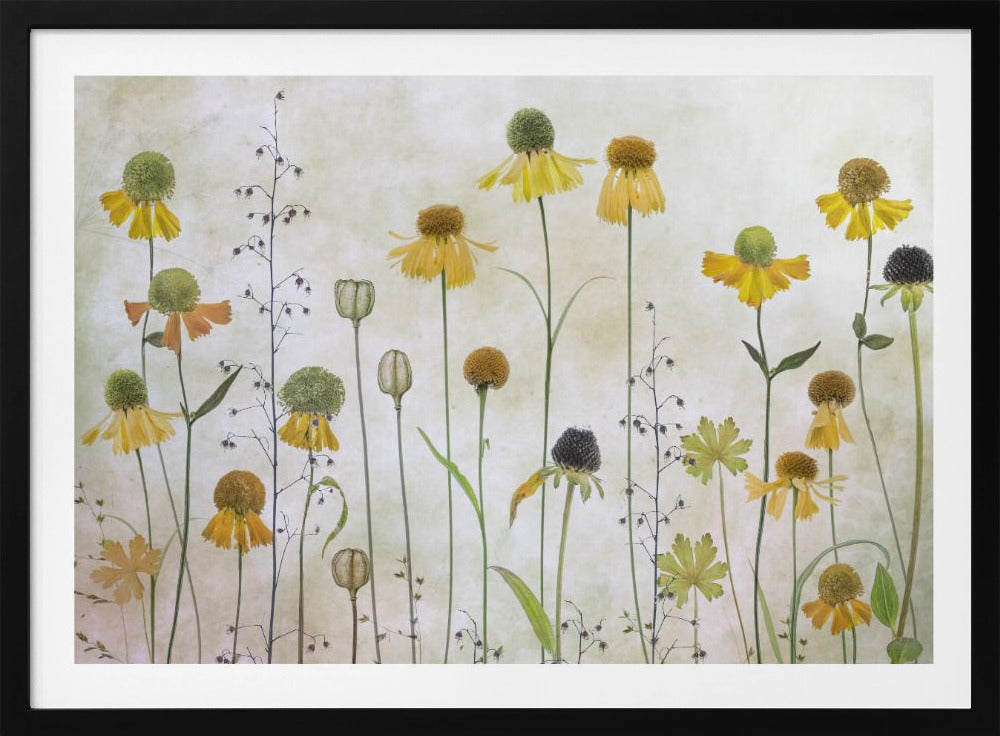 Helenium - Poster / Art Print