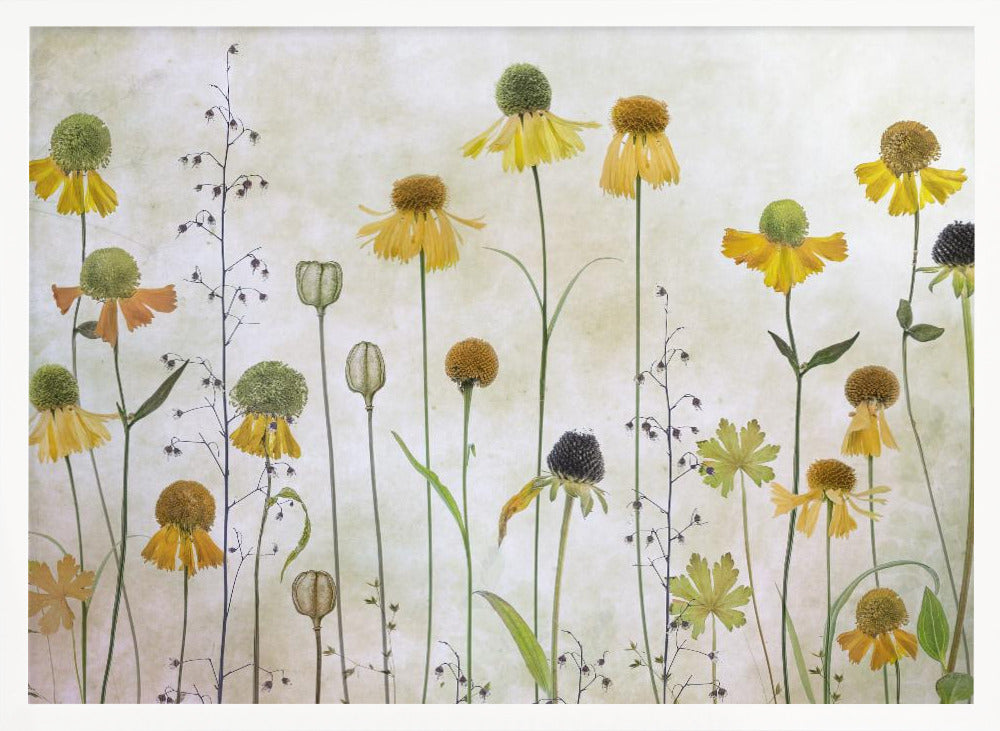 Helenium - Poster / Art Print