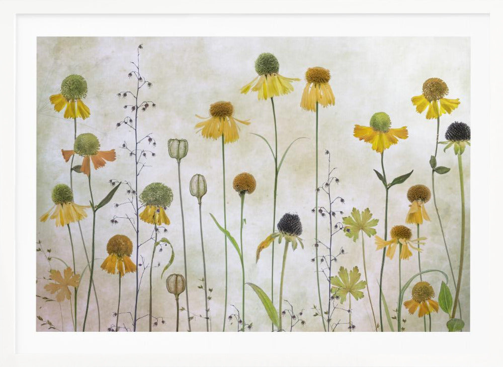 Helenium - Poster / Art Print