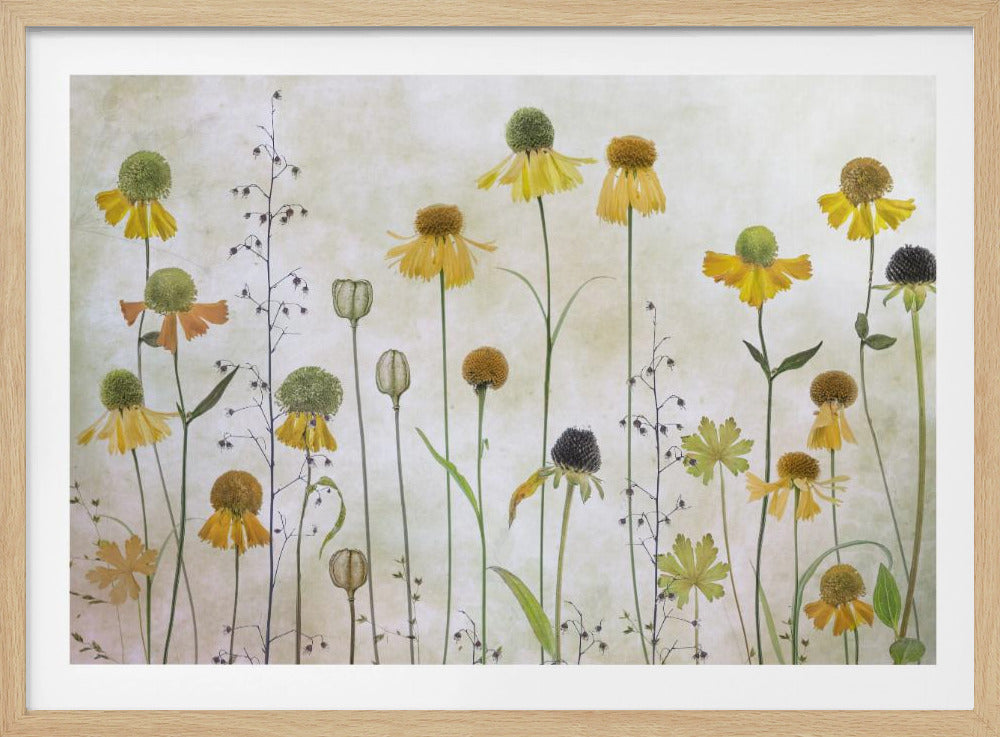 Helenium - Poster / Art Print