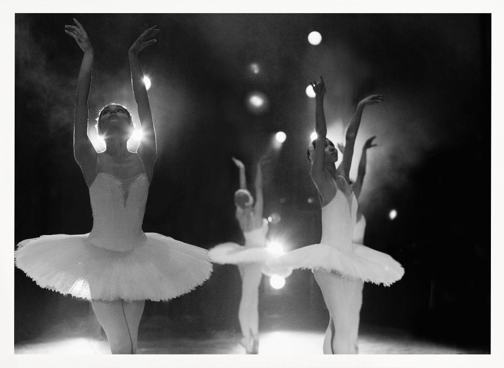 Swan Lake - Poster / Art Print