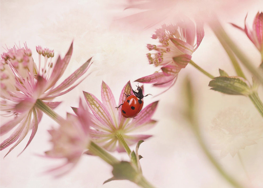 Ladybird and pink flowers - Poster / Art Print