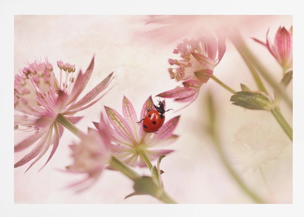 Ladybird and pink flowers - Poster / Art Print