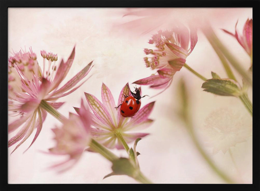 Ladybird and pink flowers - Poster / Art Print
