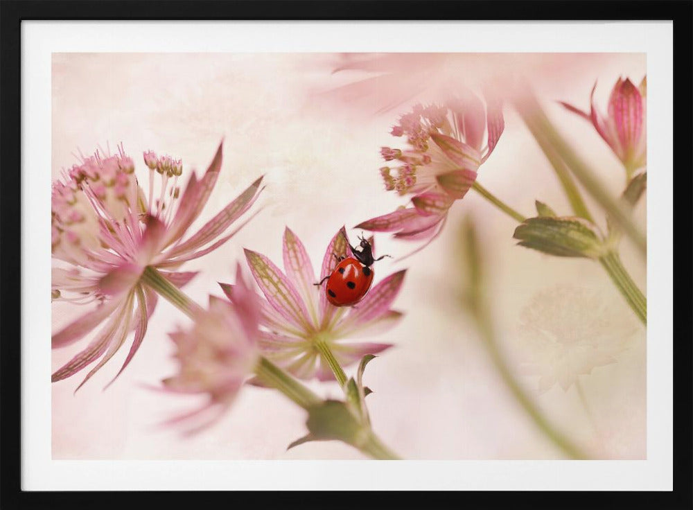 Ladybird and pink flowers - Poster / Art Print