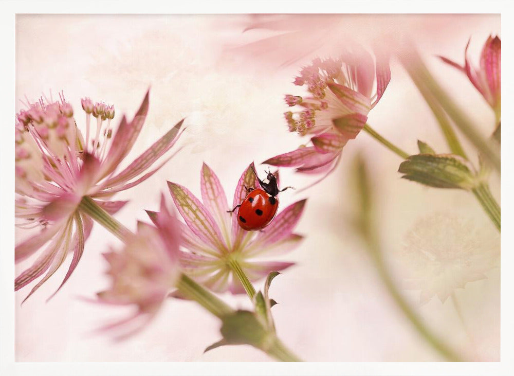 Ladybird and pink flowers - Poster / Art Print