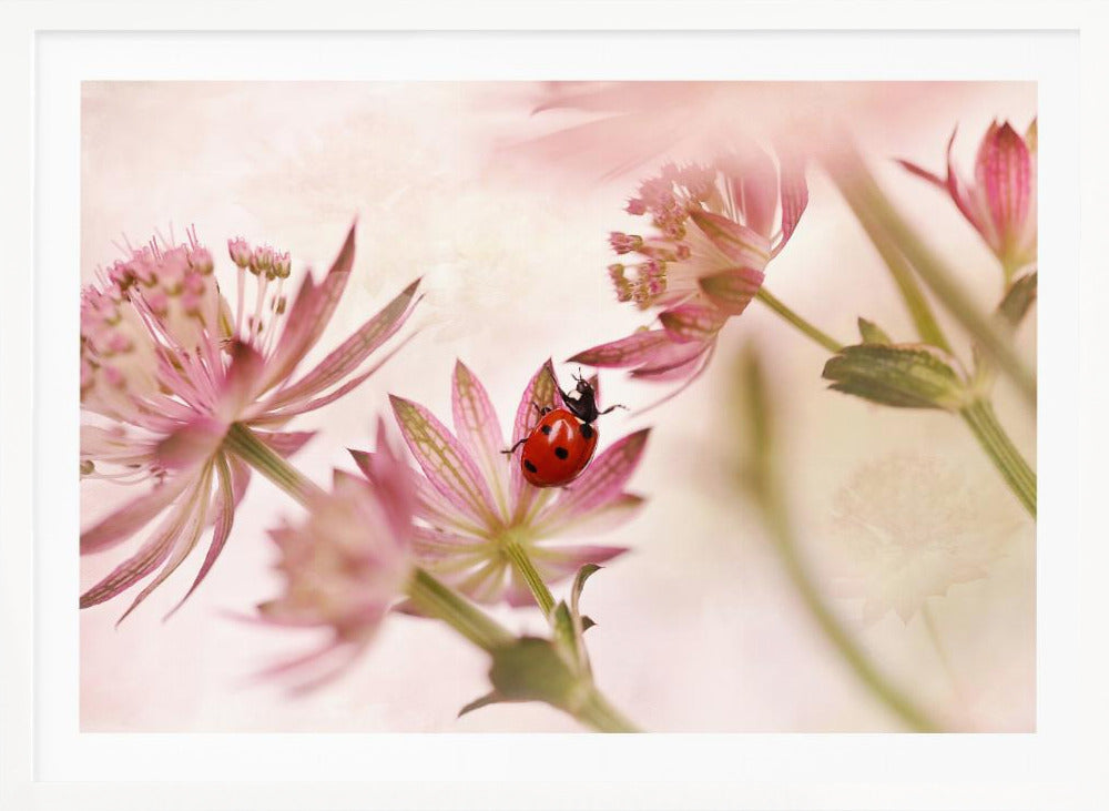 Ladybird and pink flowers - Poster / Art Print