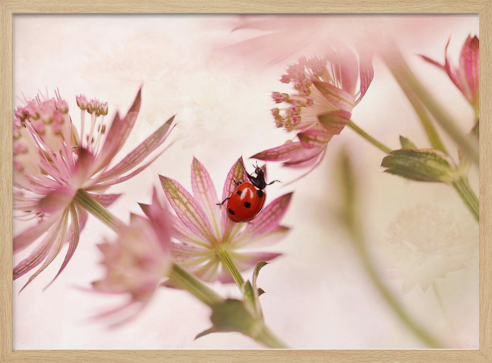 Ladybird and pink flowers - Poster / Art Print