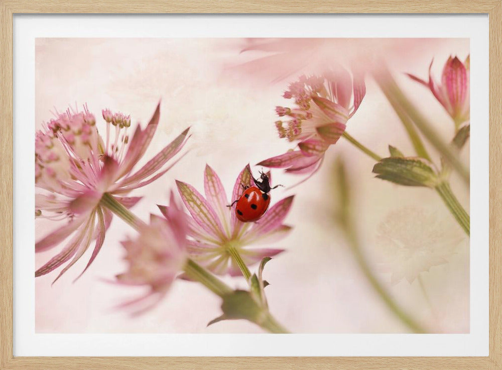 Ladybird and pink flowers - Poster / Art Print