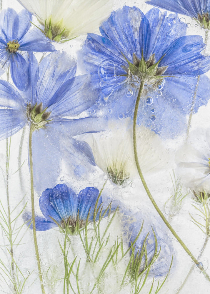 Cosmos blue - Poster / Art Print