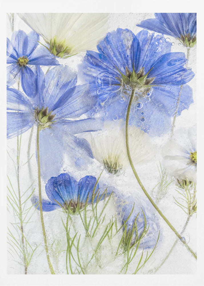 Cosmos blue - Poster / Art Print