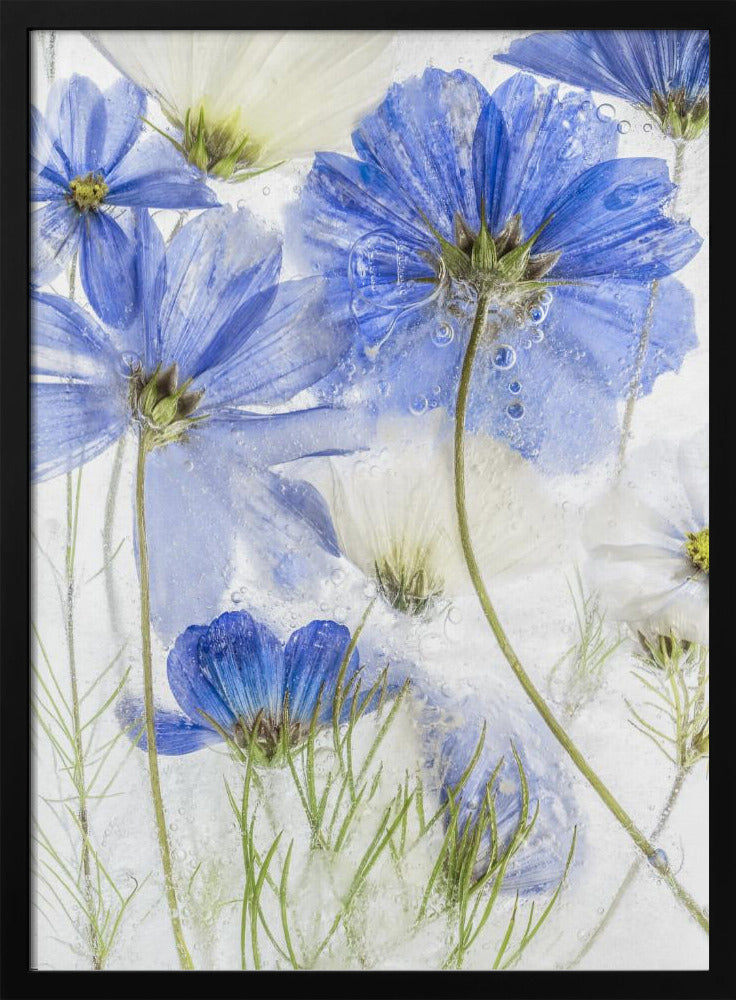 Cosmos blue - Poster / Art Print