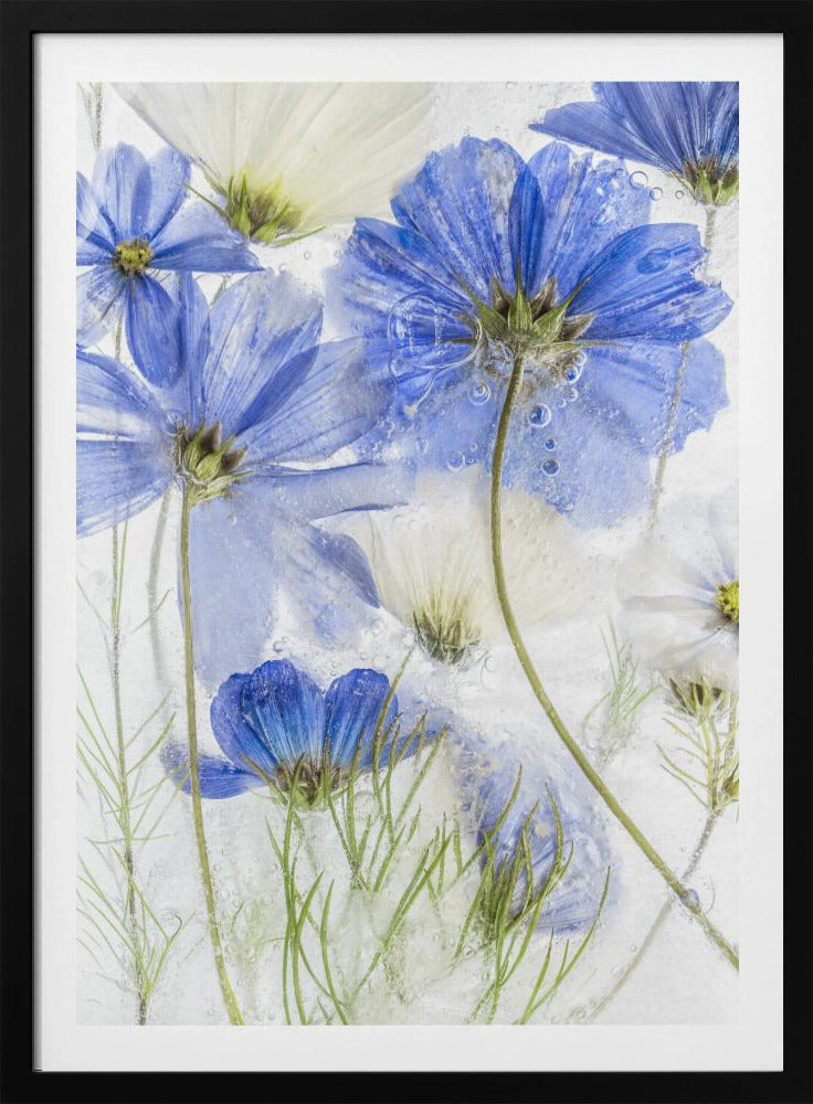 Cosmos blue - Poster / Art Print