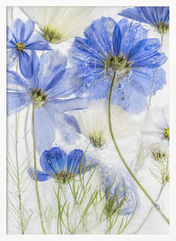 Cosmos blue - Poster / Art Print