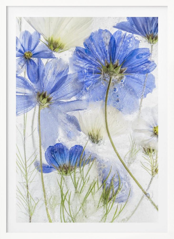 Cosmos blue - Poster / Art Print