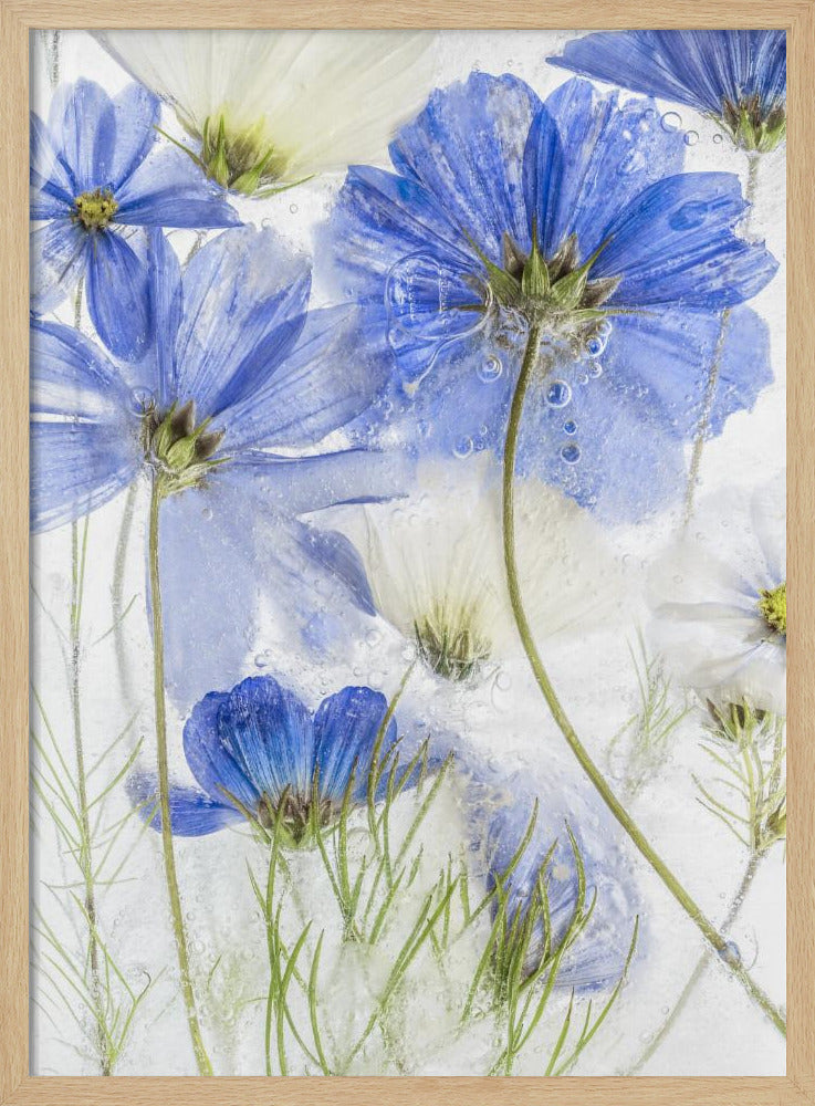 Cosmos blue - Poster / Art Print