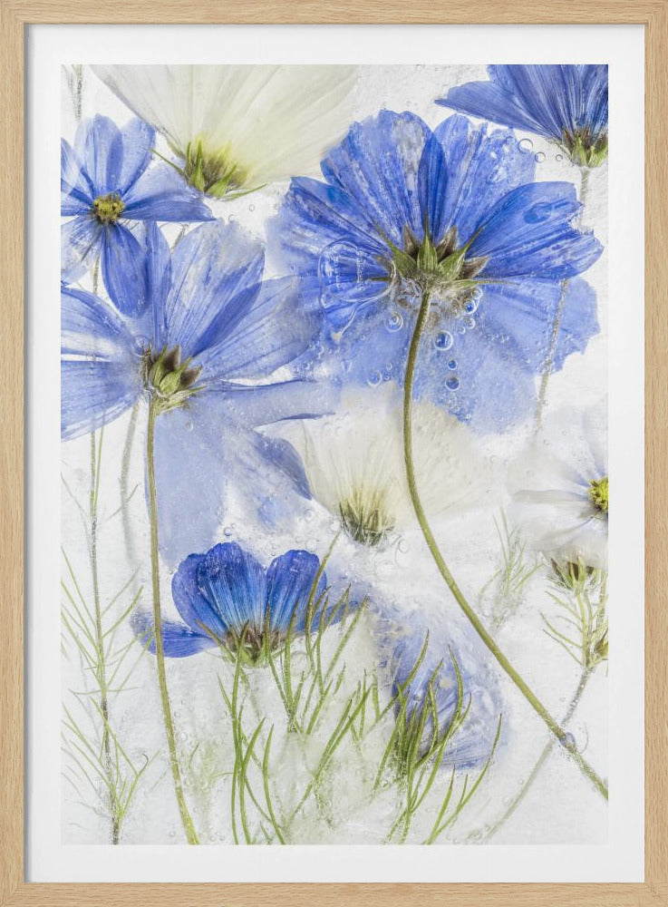 Cosmos blue - Poster / Art Print
