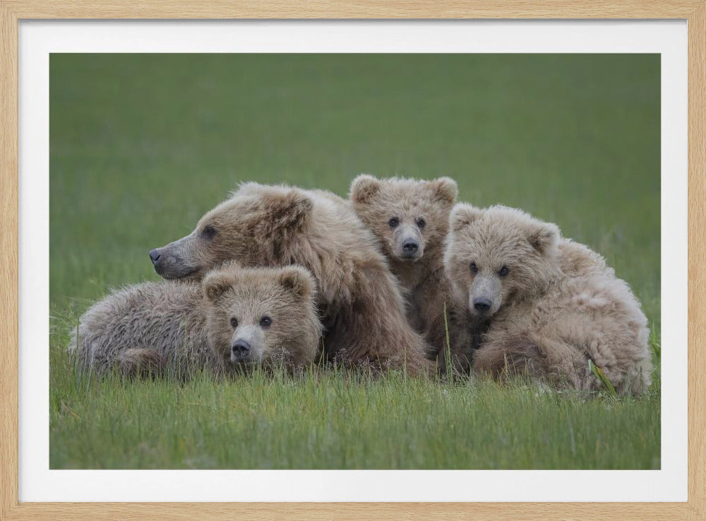 Bear Huddle - Poster / Art Print