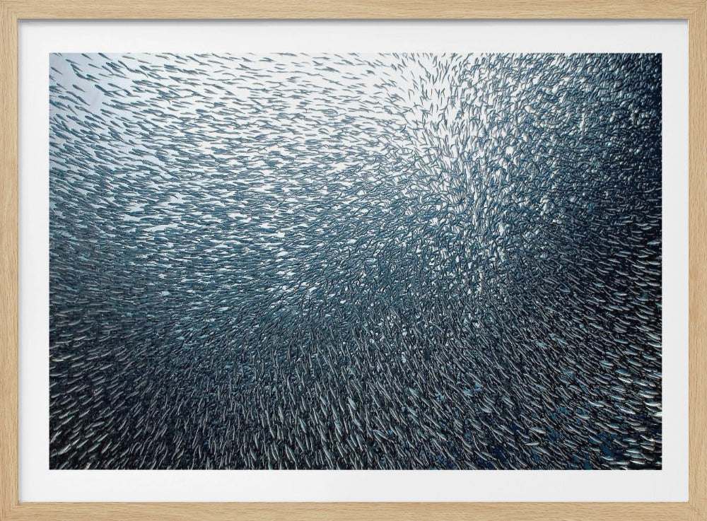 Sardines Firework - Poster / Art Print