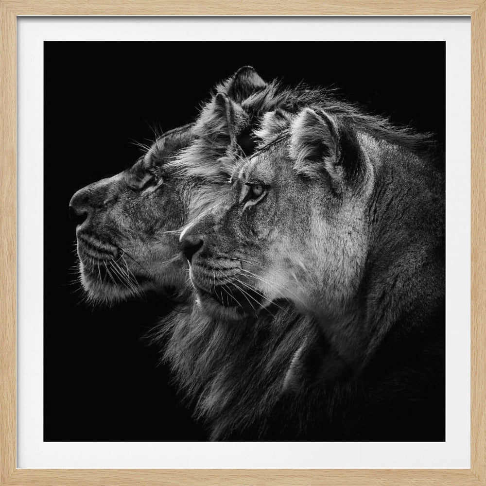 Lion and lioness portrait - Poster / Art Print