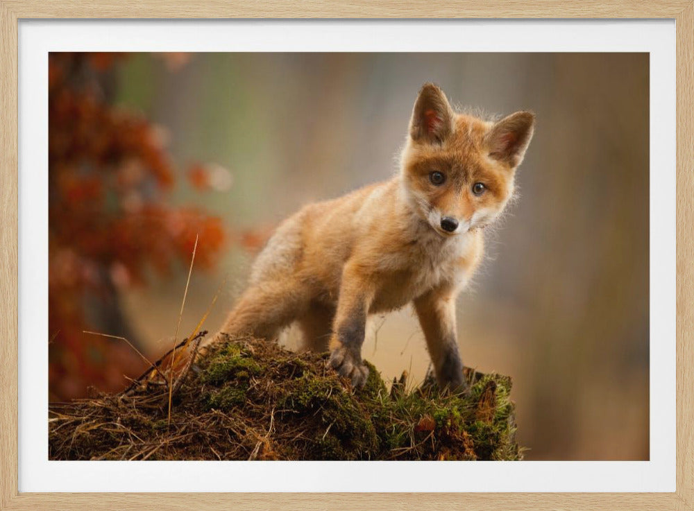 Fox - Poster / Art Print