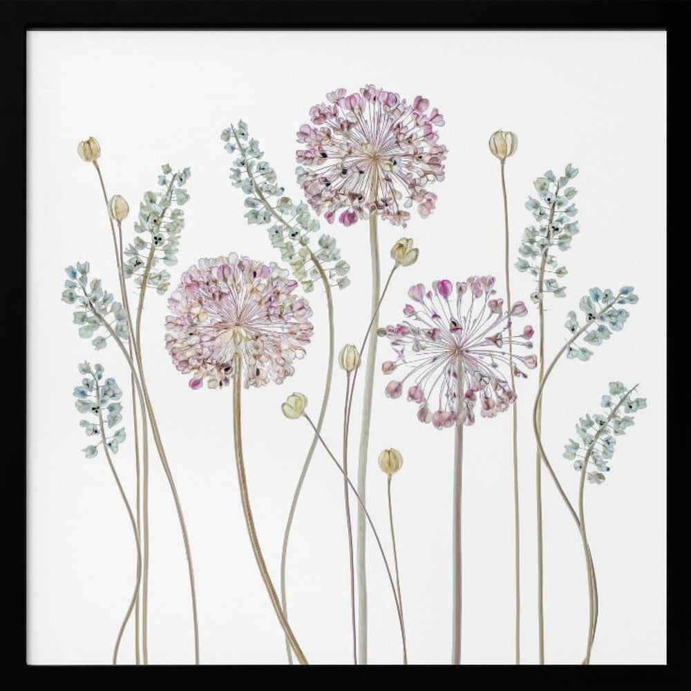 Allium - Poster / Art Print