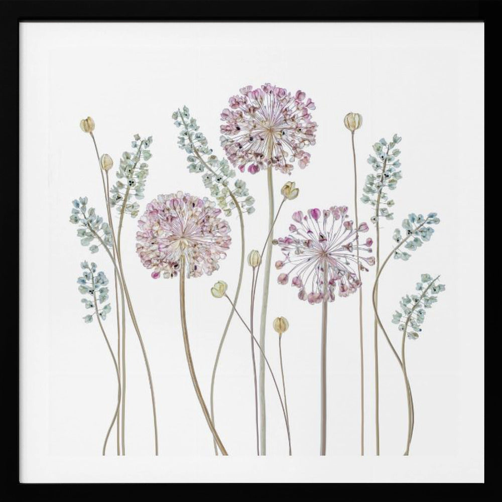 Allium - Poster / Art Print