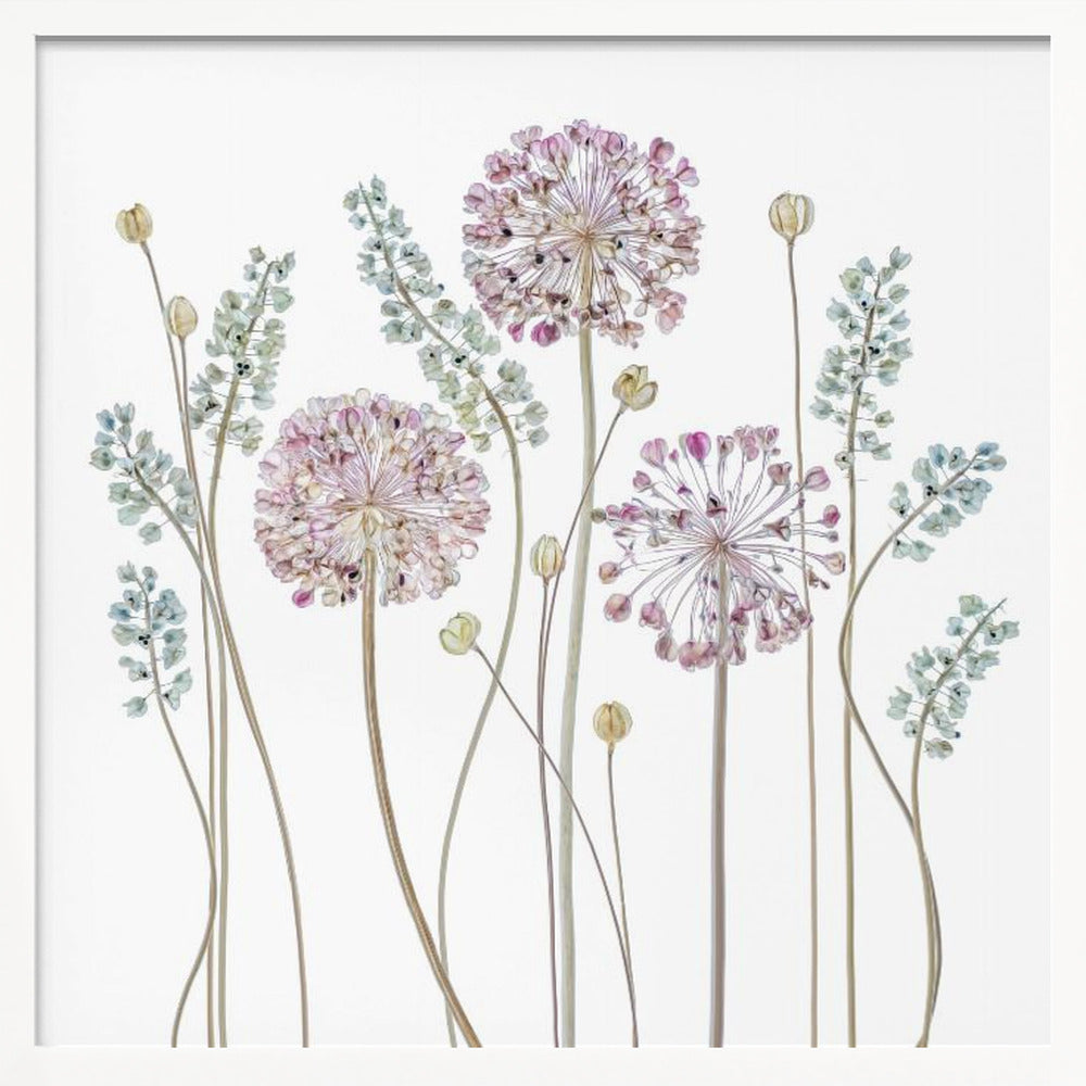 Allium - Poster / Art Print