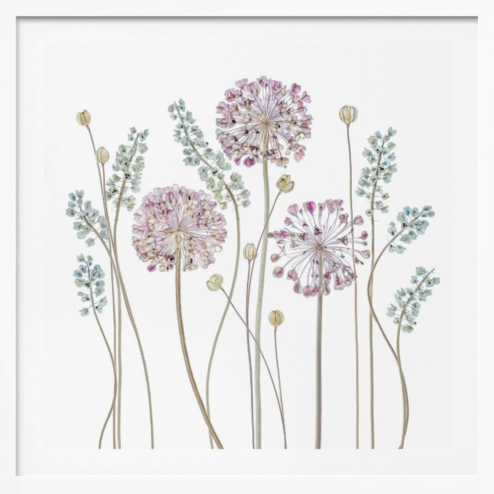 Allium - Poster / Art Print