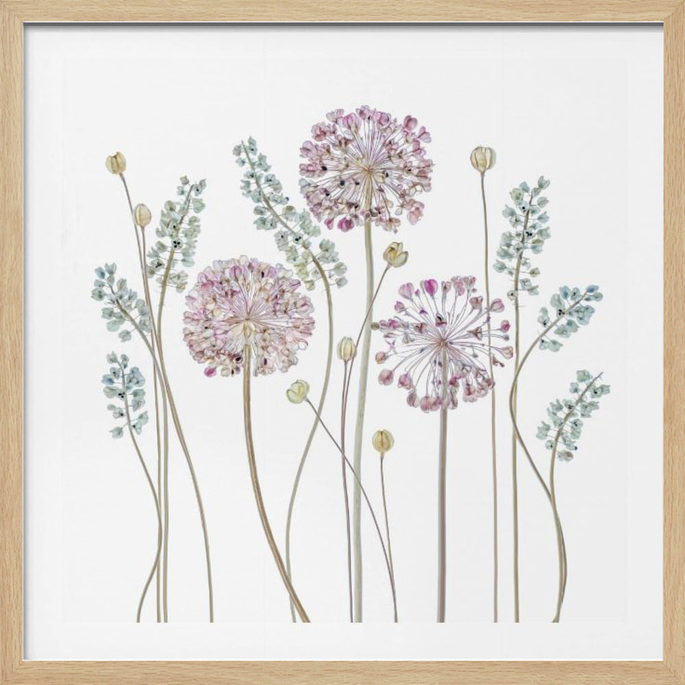 Allium - Poster / Art Print
