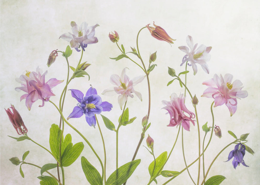 Columbine - Poster / Art Print