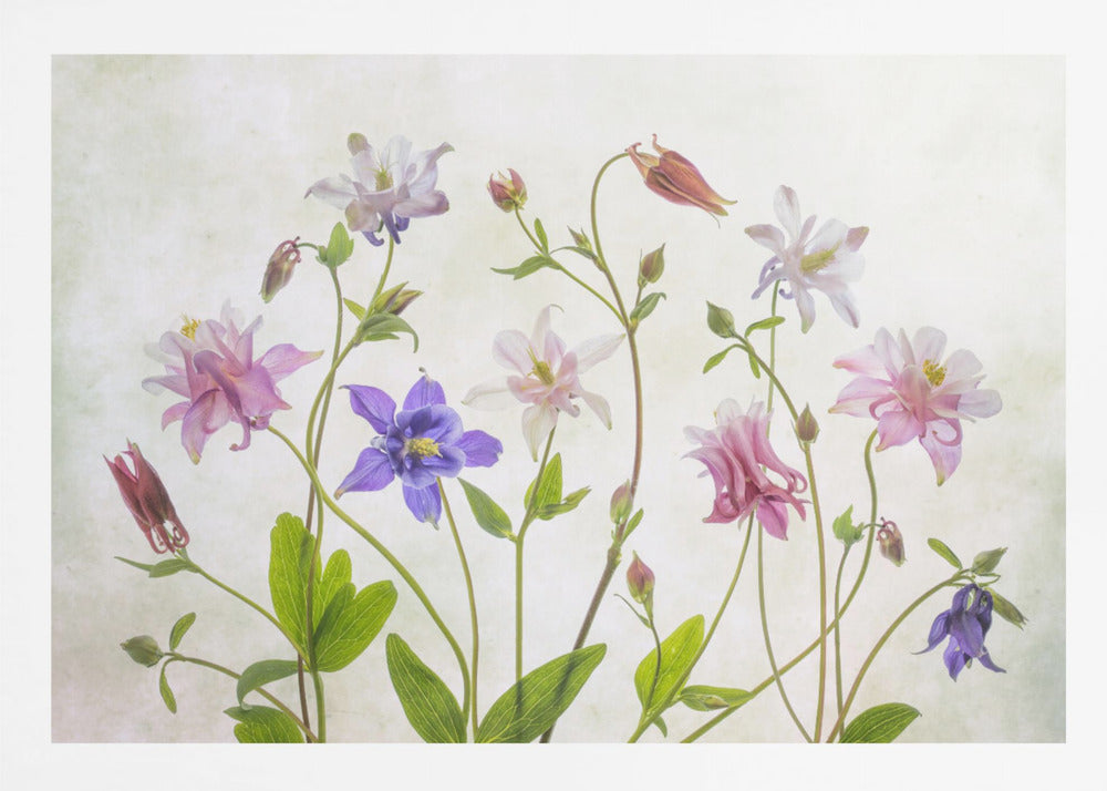 Columbine - Poster / Art Print