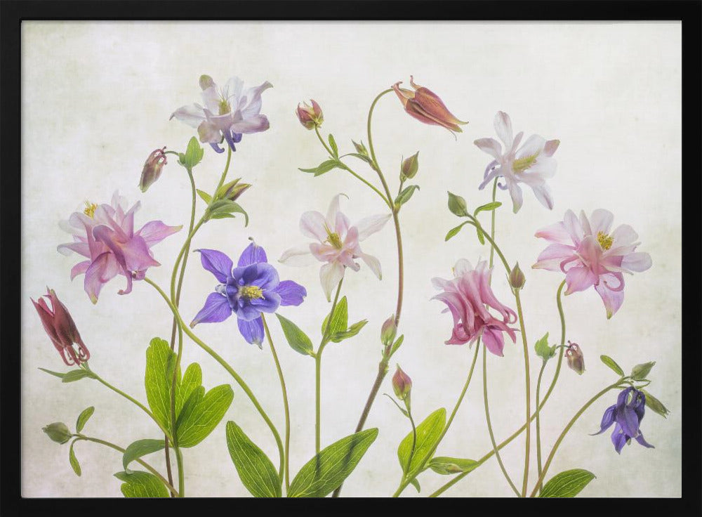 Columbine - Poster / Art Print