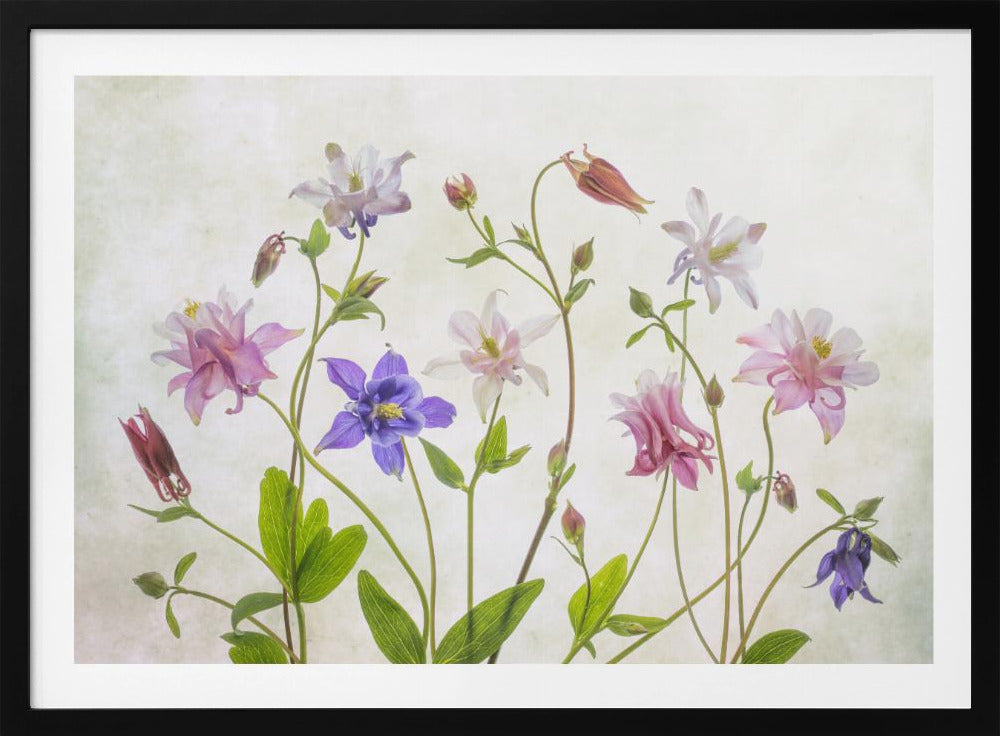 Columbine - Poster / Art Print