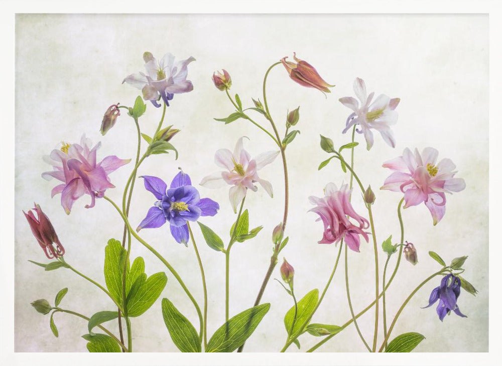 Columbine - Poster / Art Print