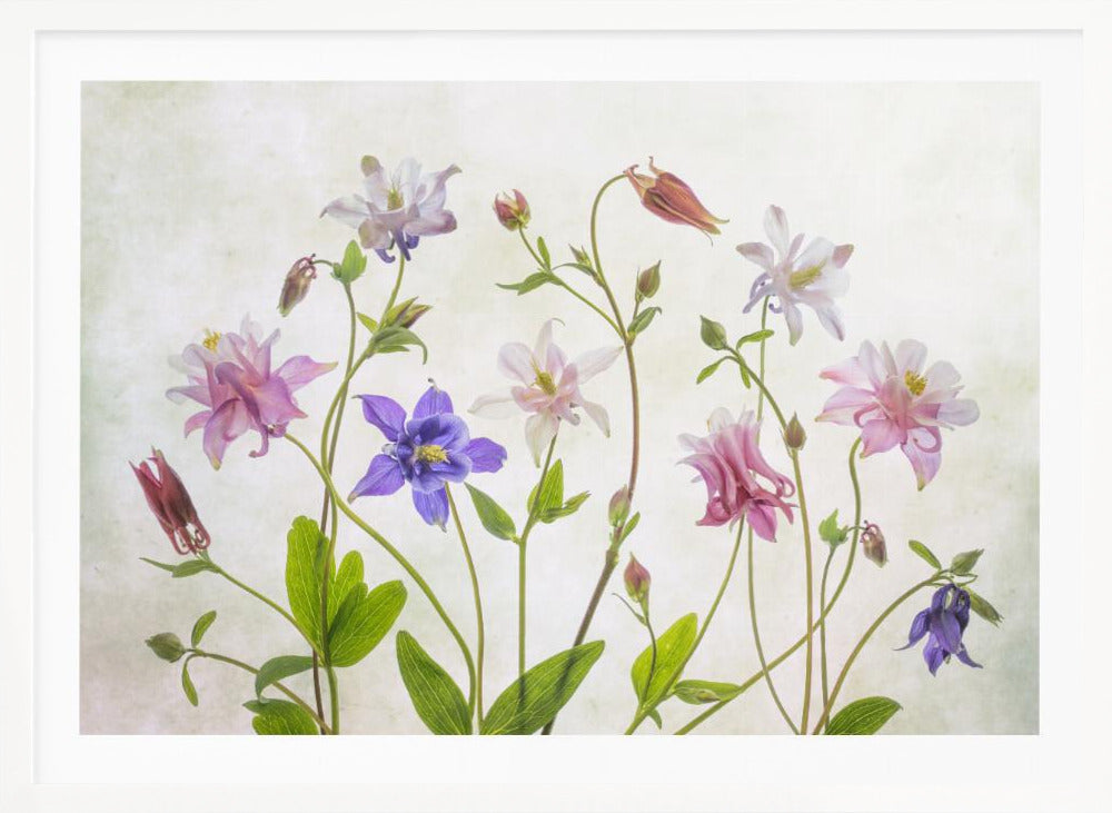 Columbine - Poster / Art Print