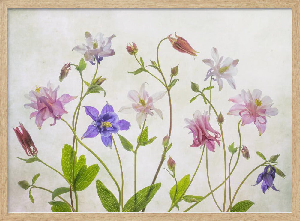 Columbine - Poster / Art Print