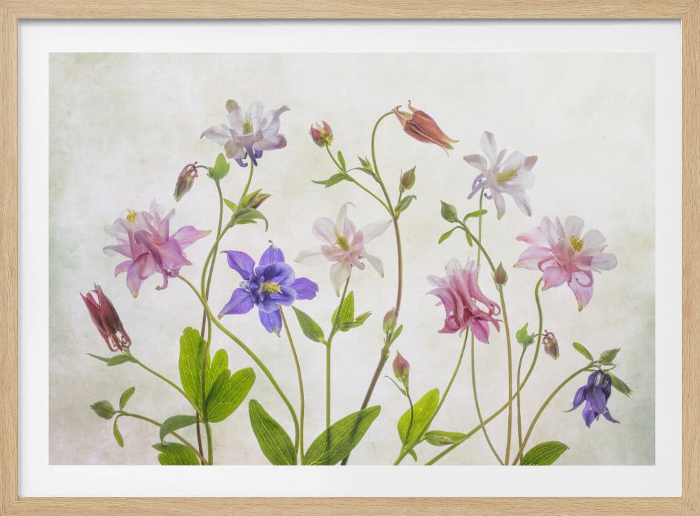 Columbine - Poster / Art Print