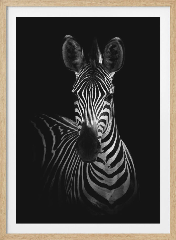 The Zebra - Poster / Art Print
