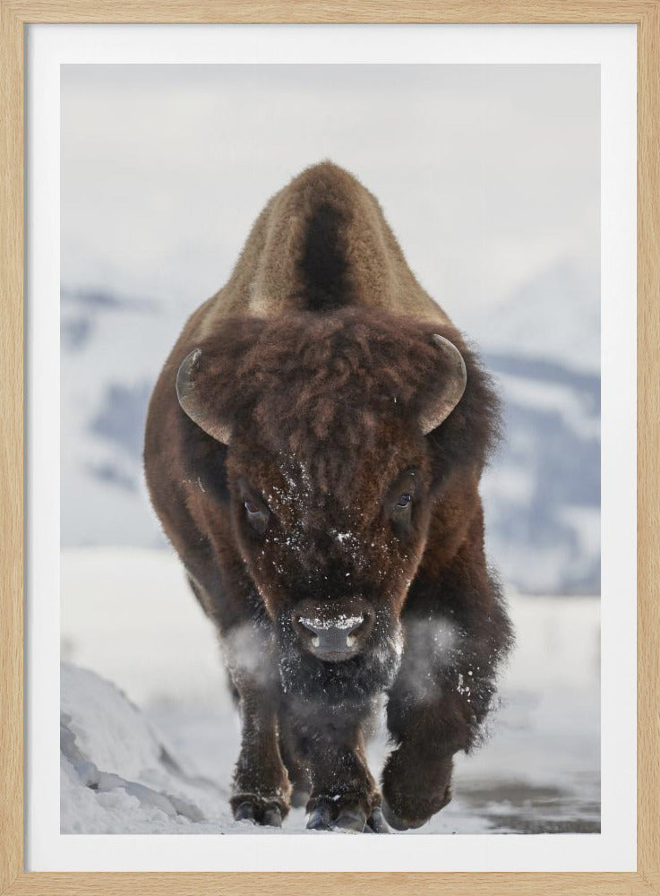 Bison Incoming - Poster / Art Print