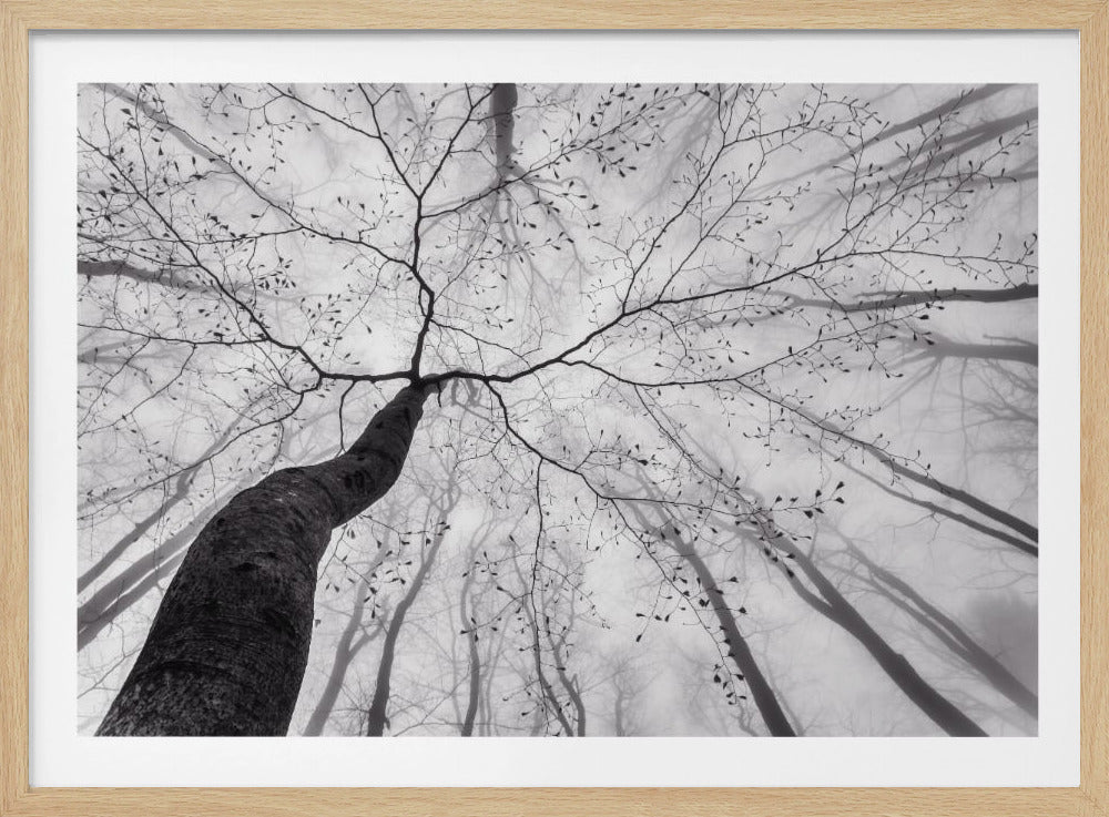 A view of the tree crown - Poster / Art Print