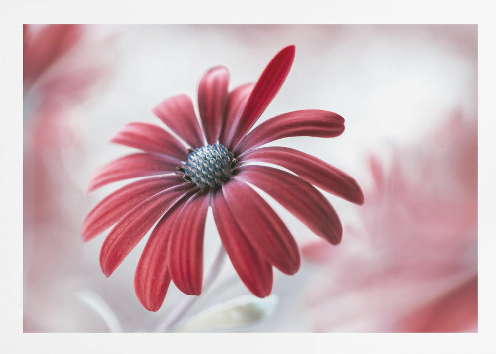 Daisy - Poster / Art Print