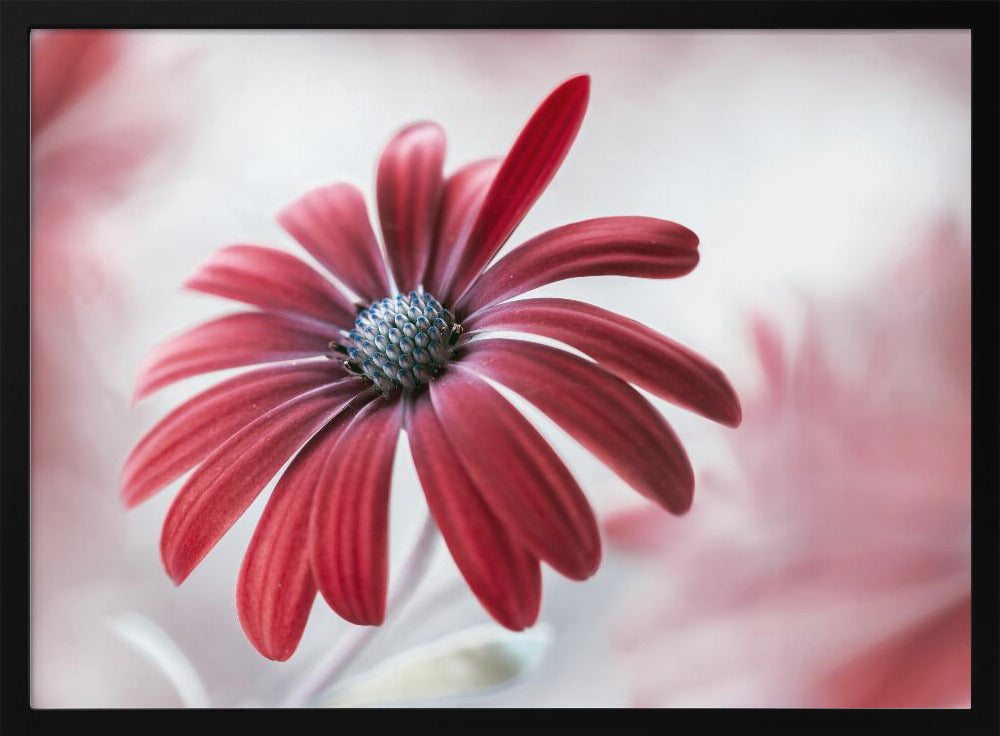 Daisy - Poster / Art Print