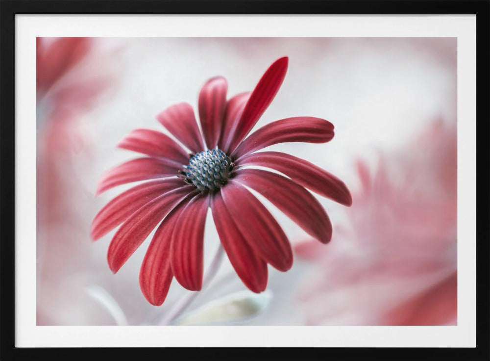 Daisy - Poster / Art Print