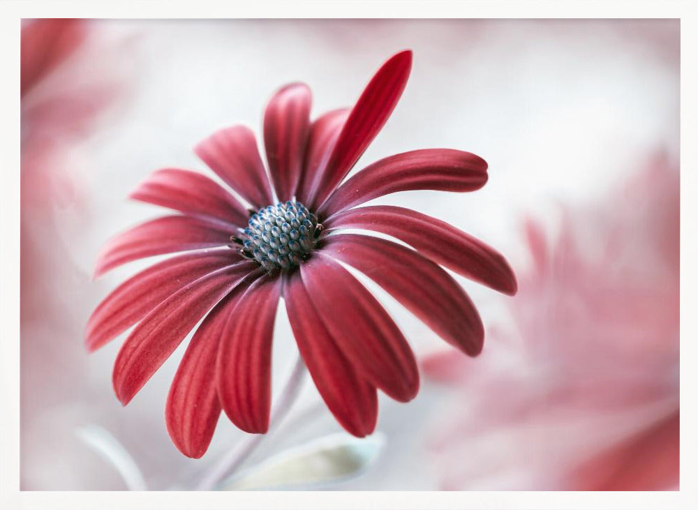 Daisy - Poster / Art Print