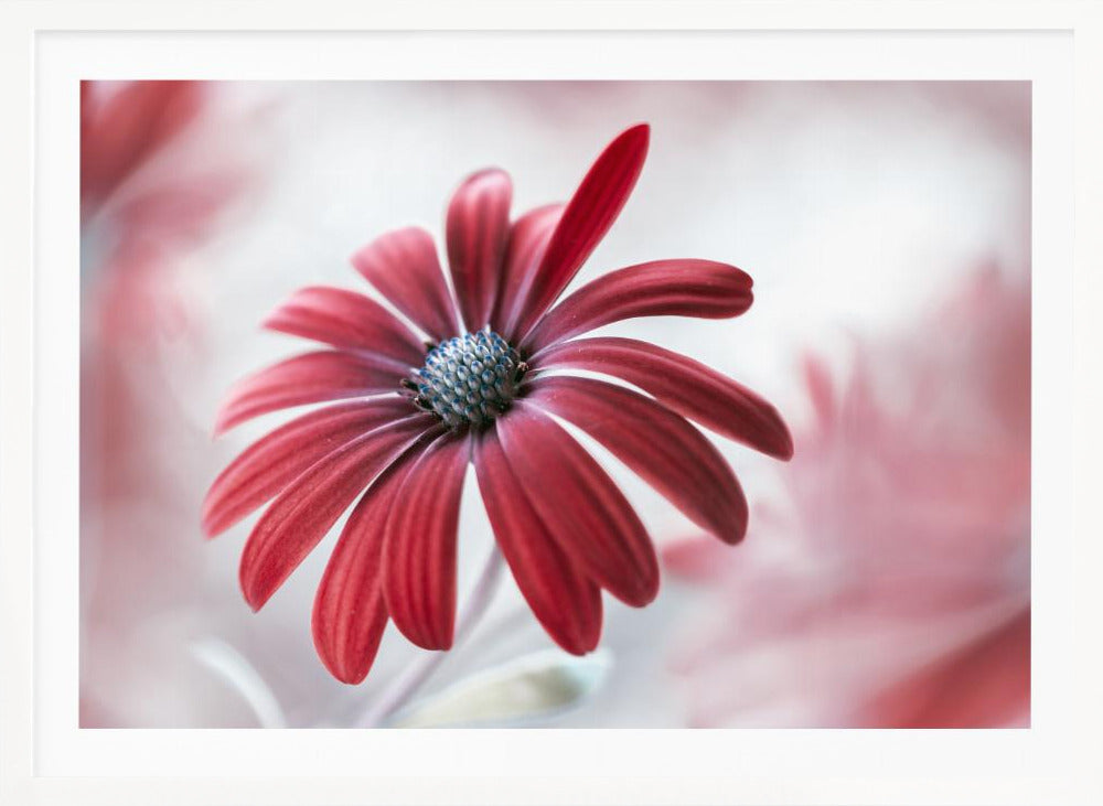 Daisy - Poster / Art Print