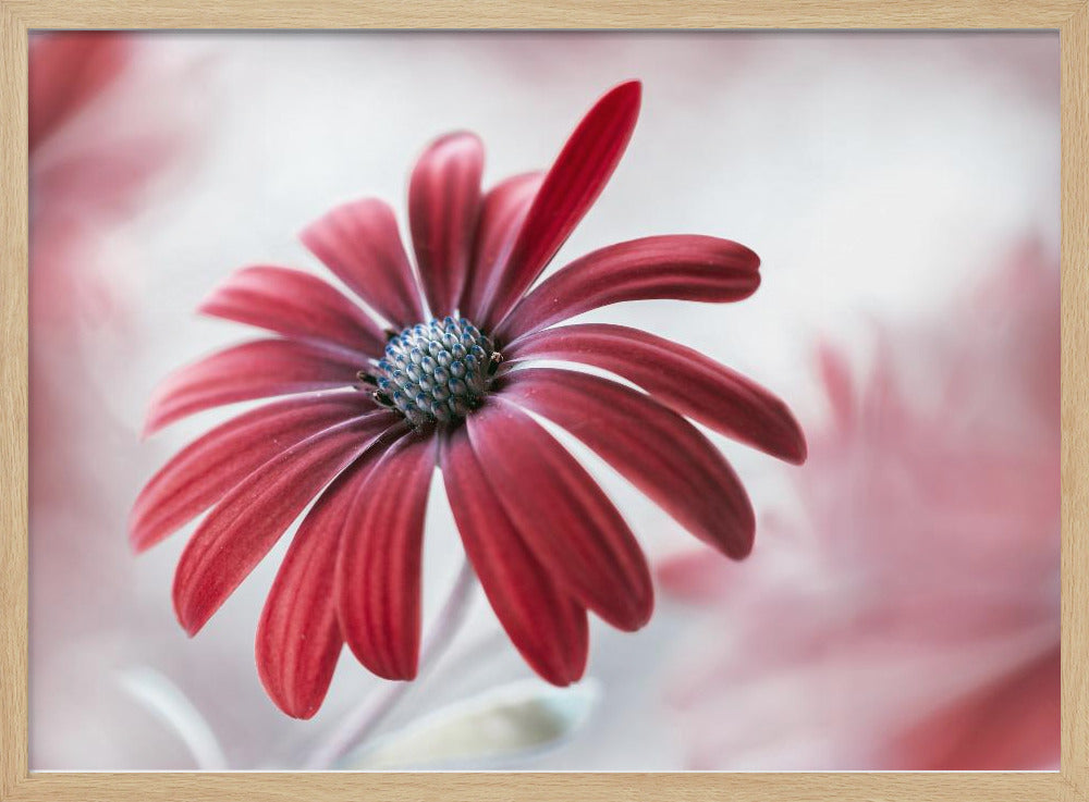 Daisy - Poster / Art Print