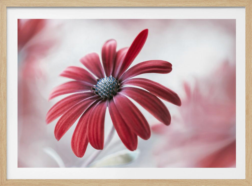 Daisy - Poster / Art Print